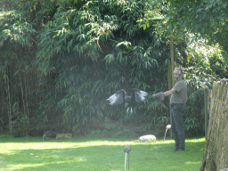 Zookeeper with a Black Vulture during the Birds of Prey Show at the Dierenpark De Oliemeulen zoo