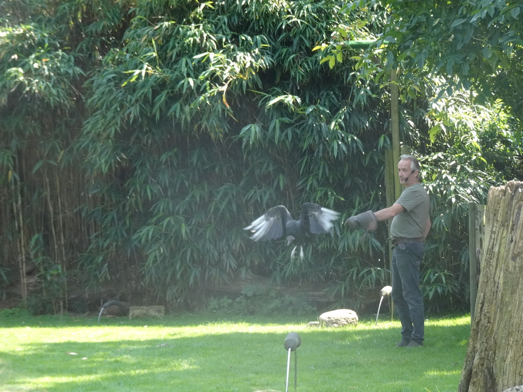 Zookeeper with a Black Vulture during the Birds of Prey Show at the Dierenpark De Oliemeulen zoo