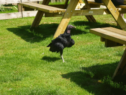 Black Vulture during the Birds of Prey Show at the Dierenpark De Oliemeulen zoo
