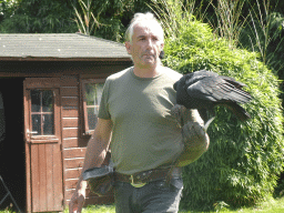 Zookeeper with a Black Vulture during the Birds of Prey Show at the Dierenpark De Oliemeulen zoo