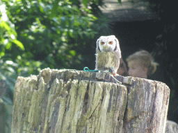 Tawny Owl during the Birds of Prey Show at the Dierenpark De Oliemeulen zoo