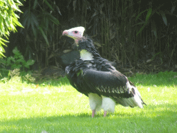 White-headed Vulture during the Birds of Prey Show at the Dierenpark De Oliemeulen zoo
