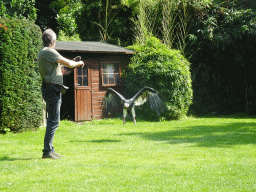 Zookeeper with a White-headed Vulture during the Birds of Prey Show at the Dierenpark De Oliemeulen zoo