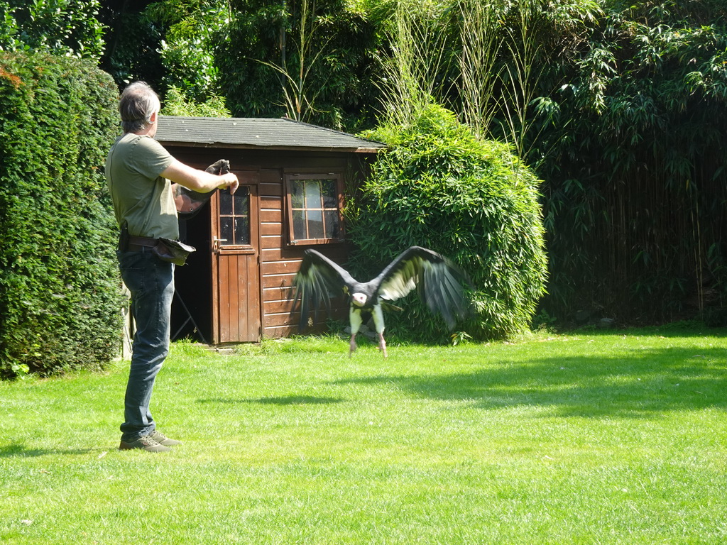 Zookeeper with a White-headed Vulture during the Birds of Prey Show at the Dierenpark De Oliemeulen zoo