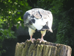 White-headed Vulture during the Birds of Prey Show at the Dierenpark De Oliemeulen zoo