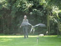 Zookeeper with a White-headed Vulture during the Birds of Prey Show at the Dierenpark De Oliemeulen zoo