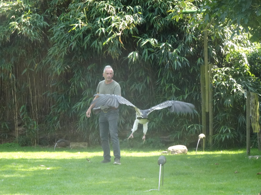 Zookeeper with a White-headed Vulture during the Birds of Prey Show at the Dierenpark De Oliemeulen zoo