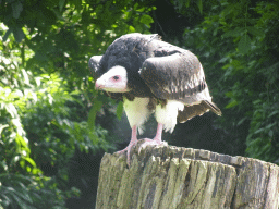 White-headed Vulture during the Birds of Prey Show at the Dierenpark De Oliemeulen zoo