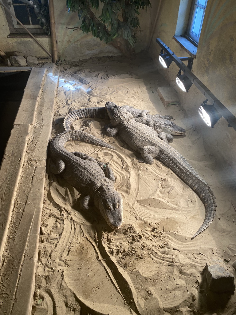 American Alligators at the Ground Floor of the main building of the Dierenpark De Oliemeulen zoo