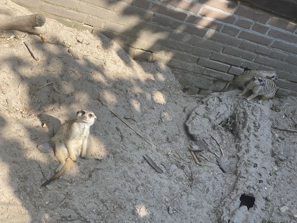 Meerkats at the Dierenpark De Oliemeulen zoo