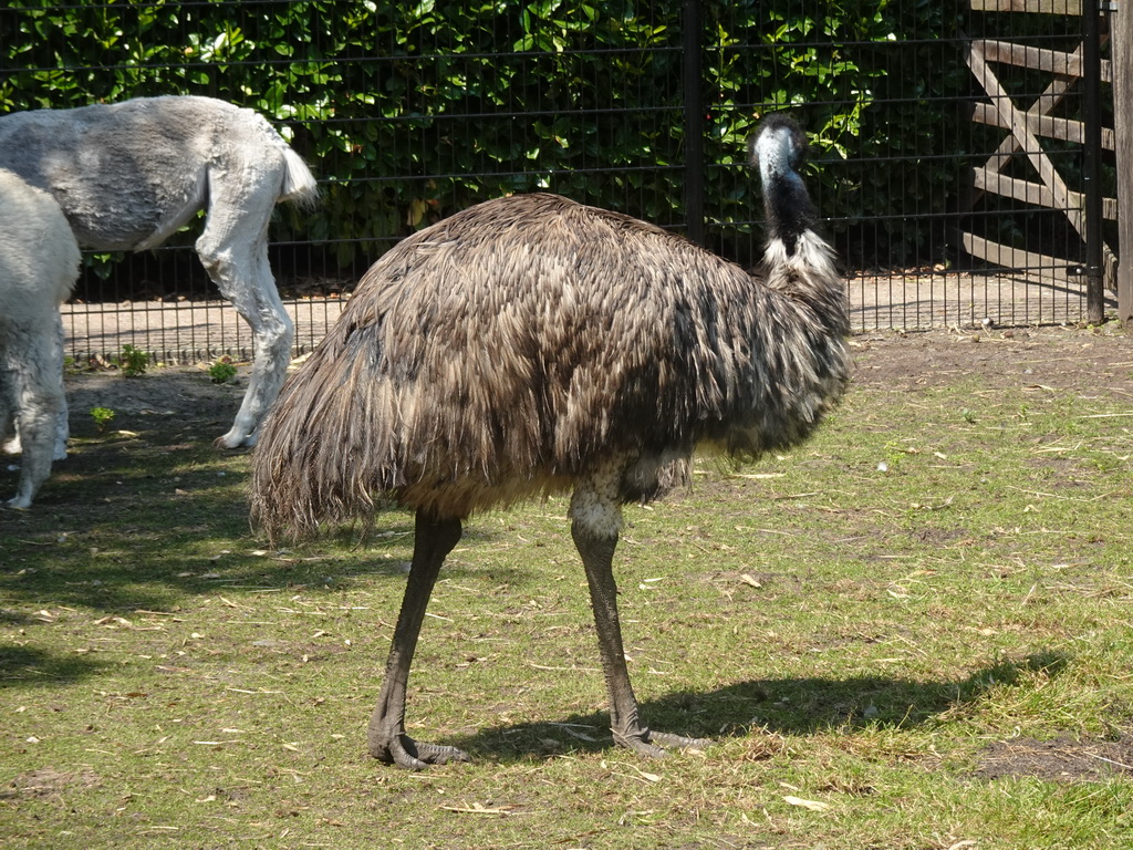 Alpacas and Emu at the Dierenpark De Oliemeulen zoo