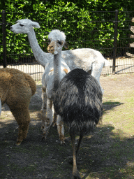 Alpacas and Emu at the Dierenpark De Oliemeulen zoo