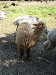 Alpacas at the Dierenpark De Oliemeulen zoo