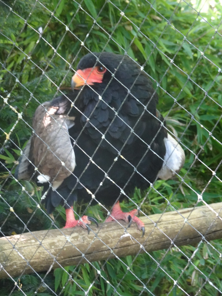 Bateleur at the Dierenpark De Oliemeulen zoo