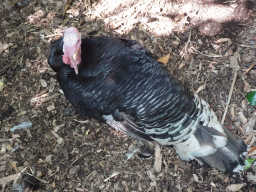 Turkey at the Dierenpark De Oliemeulen zoo