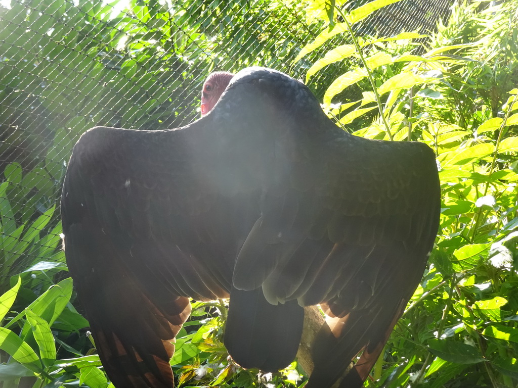 Vulture at the Dierenpark De Oliemeulen zoo