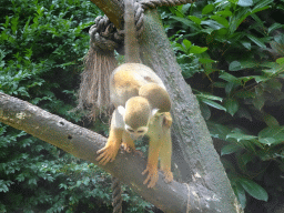 Squirrel Monkeys at the Dierenpark De Oliemeulen zoo