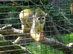 Squirrel Monkeys at the Dierenpark De Oliemeulen zoo