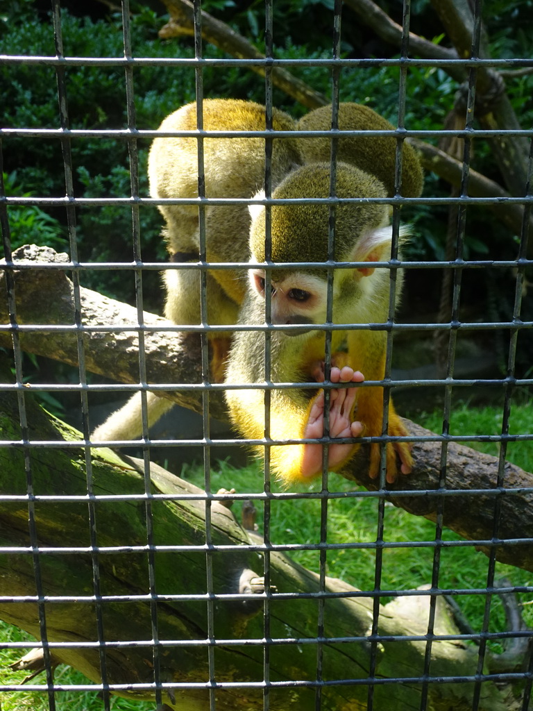 Squirrel Monkeys at the Dierenpark De Oliemeulen zoo