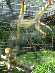 Squirrel Monkeys at the Dierenpark De Oliemeulen zoo