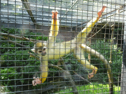 Squirrel Monkey at the Dierenpark De Oliemeulen zoo