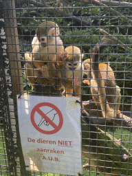 Squirrel Monkeys and do-not-touch sign at the Dierenpark De Oliemeulen zoo