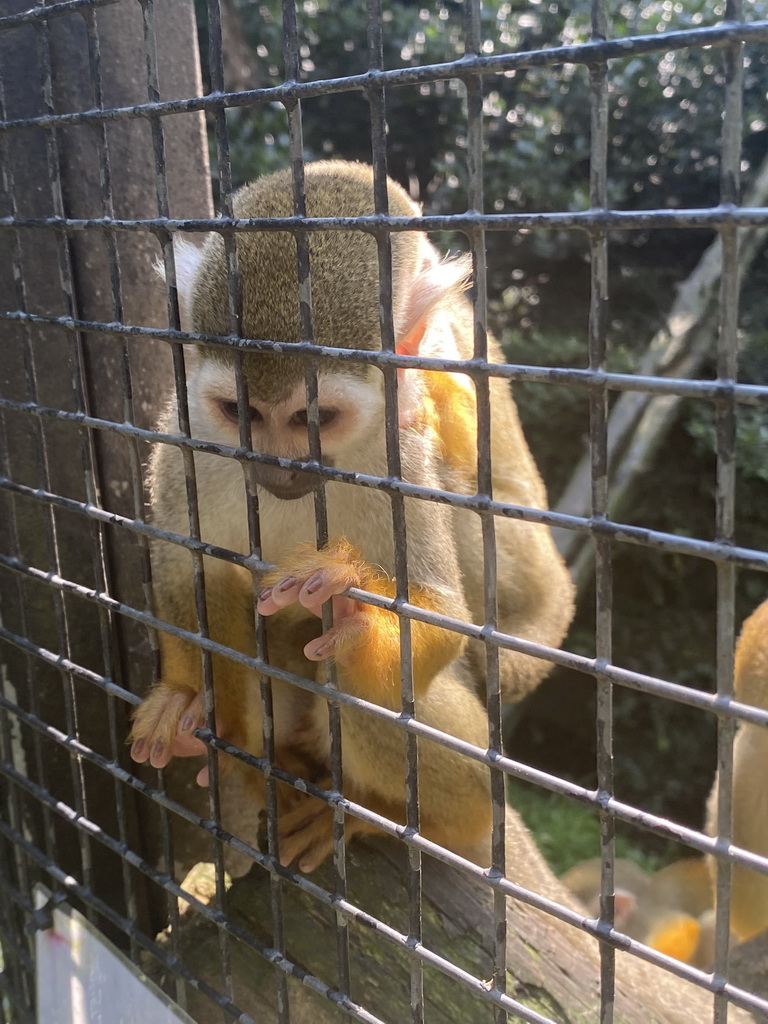 Squirrel Monkeys at the Dierenpark De Oliemeulen zoo