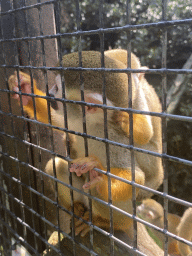 Squirrel Monkeys at the Dierenpark De Oliemeulen zoo