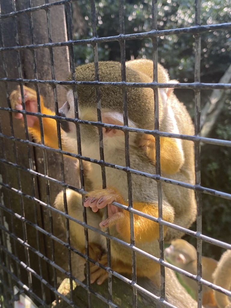 Squirrel Monkeys at the Dierenpark De Oliemeulen zoo