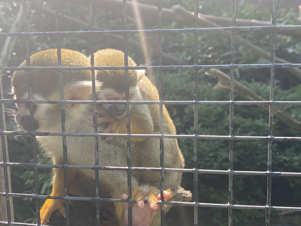 Squirrel Monkeys at the Dierenpark De Oliemeulen zoo