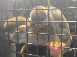 Squirrel Monkeys at the Dierenpark De Oliemeulen zoo