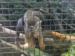 Squirrel Monkeys at the Dierenpark De Oliemeulen zoo