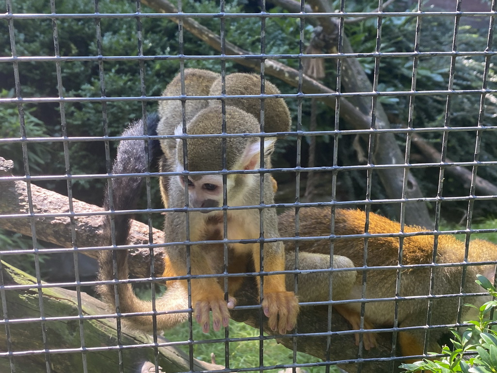 Squirrel Monkeys at the Dierenpark De Oliemeulen zoo