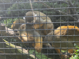 Squirrel Monkeys at the Dierenpark De Oliemeulen zoo