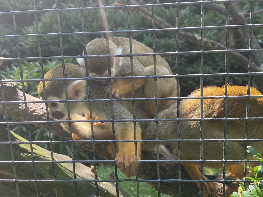 Squirrel Monkeys at the Dierenpark De Oliemeulen zoo