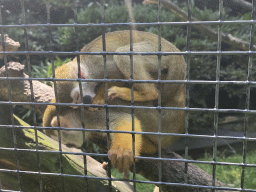 Squirrel Monkeys at the Dierenpark De Oliemeulen zoo