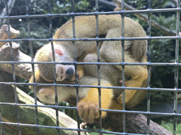 Squirrel Monkeys at the Dierenpark De Oliemeulen zoo