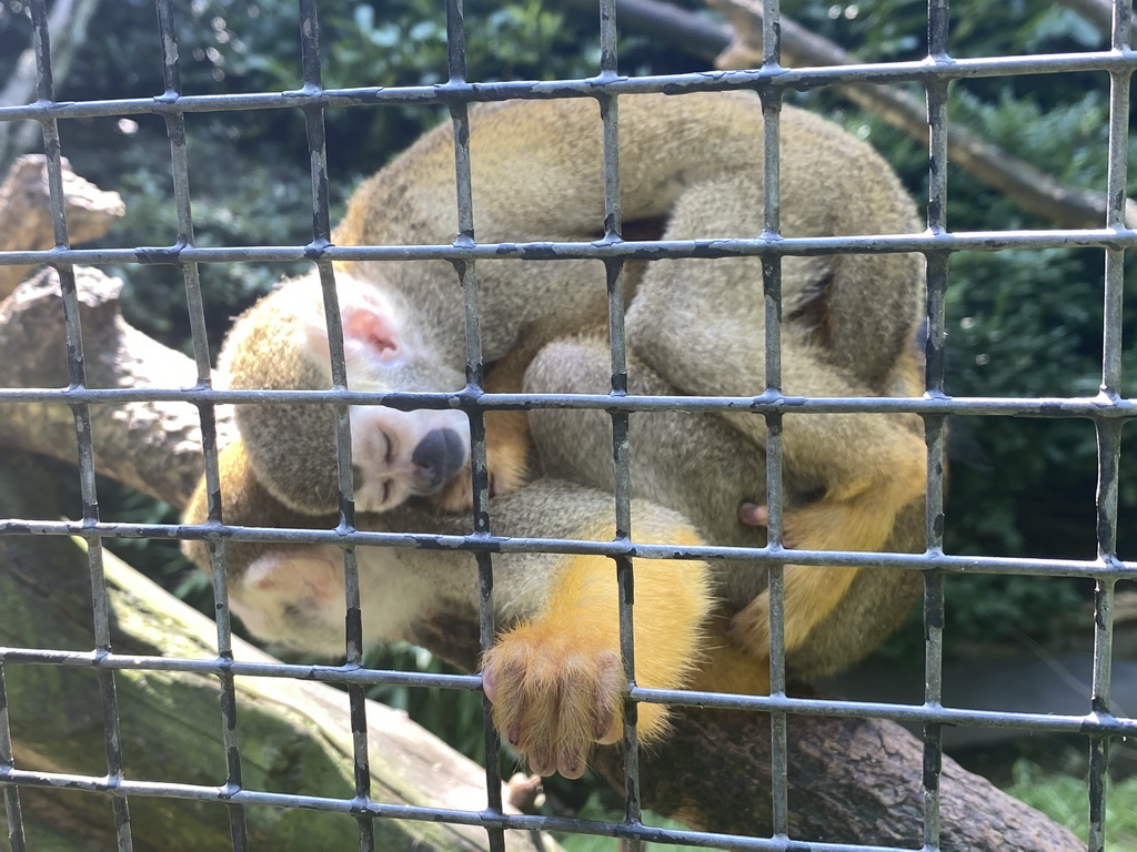 Squirrel Monkeys at the Dierenpark De Oliemeulen zoo