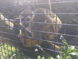 Squirrel Monkeys at the Dierenpark De Oliemeulen zoo