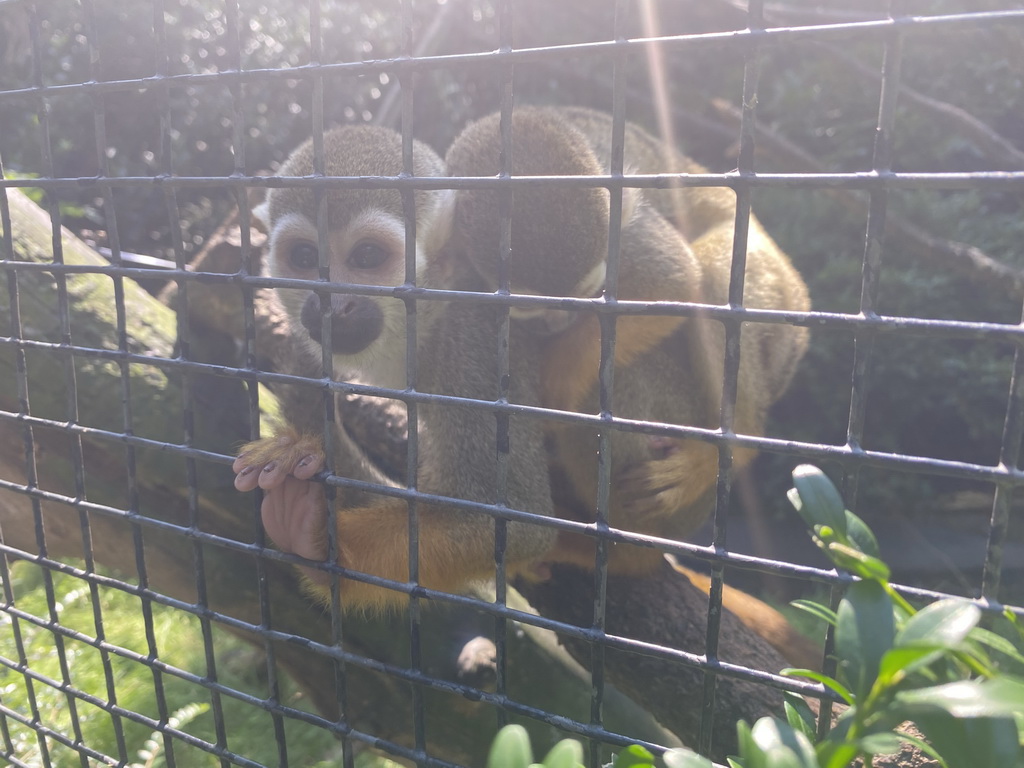 Squirrel Monkeys at the Dierenpark De Oliemeulen zoo