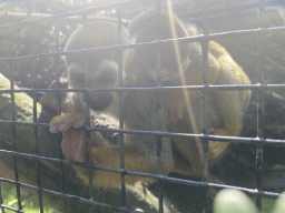 Squirrel Monkeys at the Dierenpark De Oliemeulen zoo