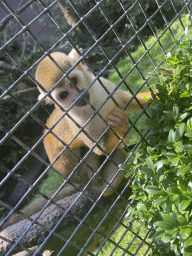 Squirrel Monkey at the Dierenpark De Oliemeulen zoo