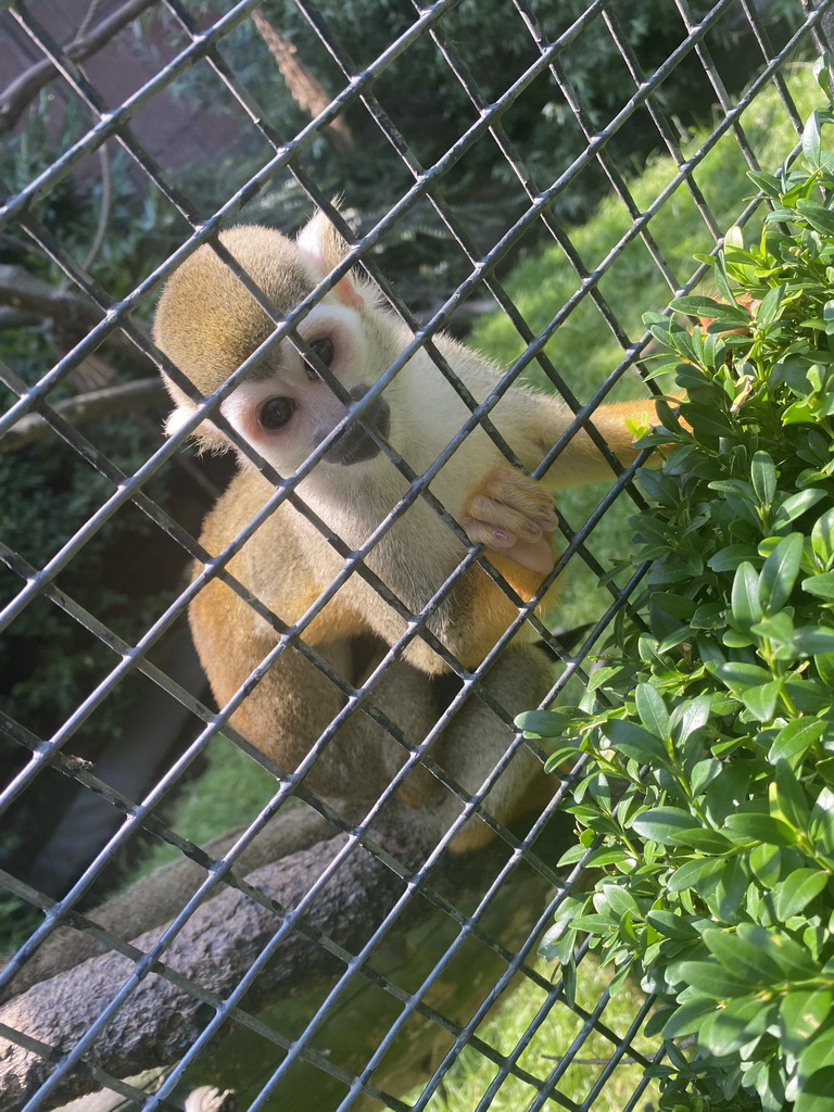 Squirrel Monkey at the Dierenpark De Oliemeulen zoo