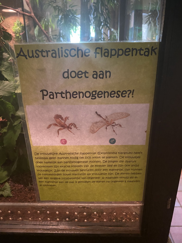 Explanation on the Australian Walking Stick at the Ground Floor of the main building of the Dierenpark De Oliemeulen zoo