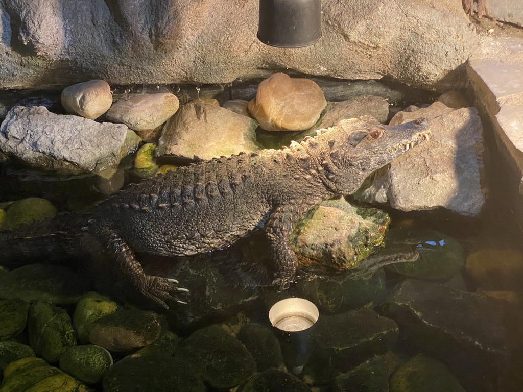 Smooth-fronted Caiman at the Ground Floor of the main building of the Dierenpark De Oliemeulen zoo