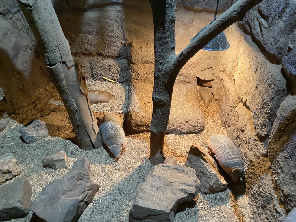 Big Hairy Armadillos at the Ground Floor of the main building of the Dierenpark De Oliemeulen zoo