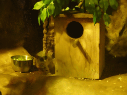 Tarsier at the Ground Floor of the main building of the Dierenpark De Oliemeulen zoo