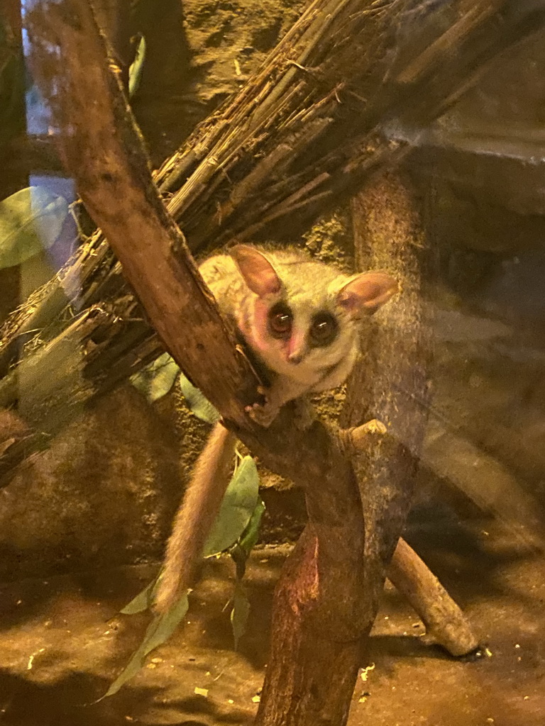 Tarsier at the Ground Floor of the main building of the Dierenpark De Oliemeulen zoo