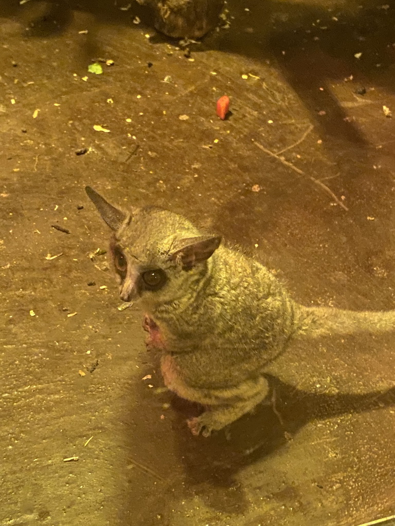 Tarsier at the Ground Floor of the main building of the Dierenpark De Oliemeulen zoo