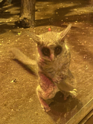 Tarsier at the Ground Floor of the main building of the Dierenpark De Oliemeulen zoo